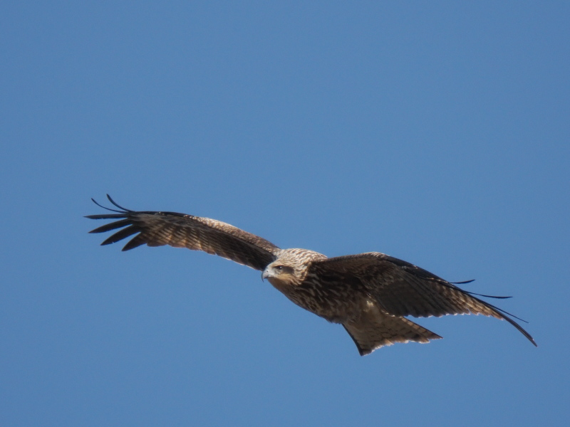 高森町野鳥観察日記