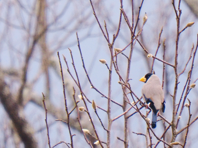 高森町野鳥観察日記