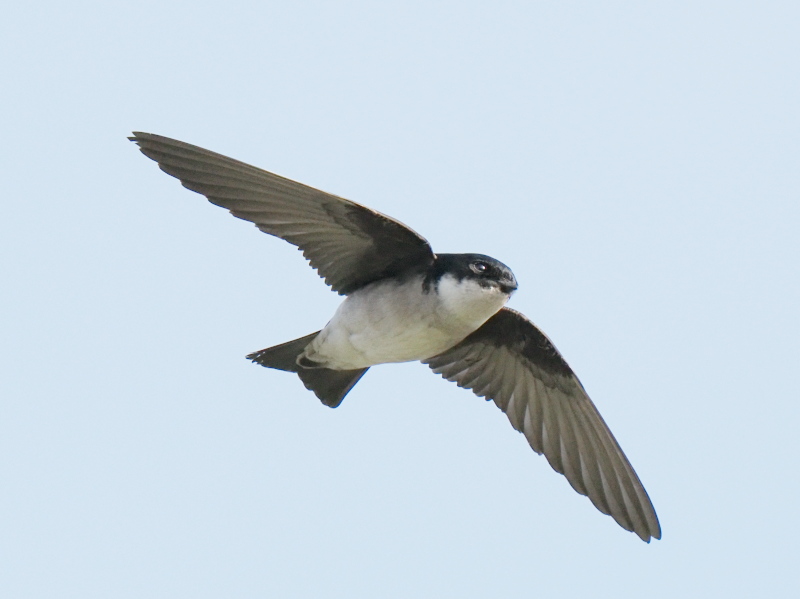 高森町野鳥観察日記