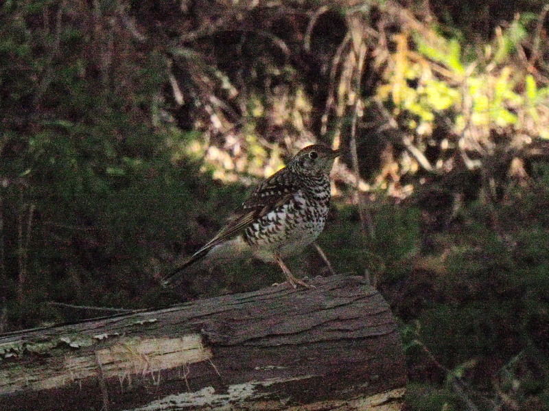 高森町野鳥観察日記